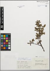 Foto von Salix myrsinifolia Salisb. x Salix retusa L.